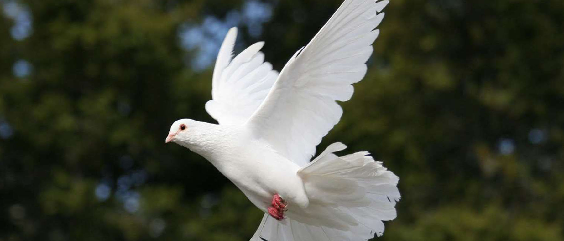 Белыми голубями летите к маме домой. Белый голубь в полете. Голубь взлетает. Голубь летит. Полет голубя.