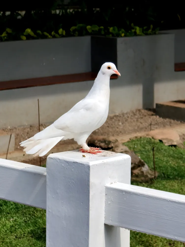 White doves release Chicago bringing peace and beauty.