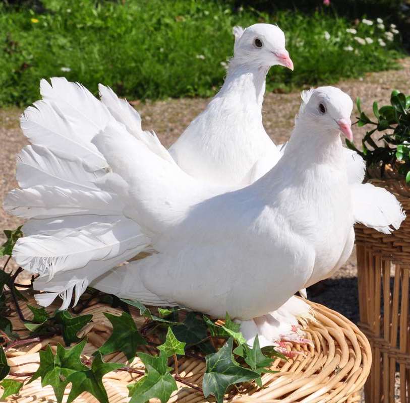 Dove wedding Chicago bringing a symbolic gesture of unity and joy.