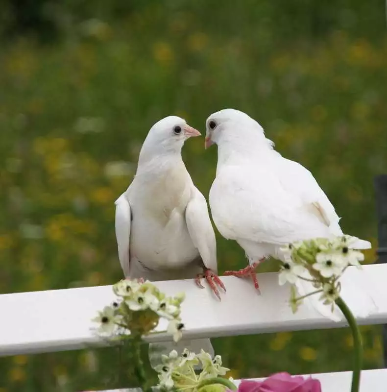 Doves for wedding Chicago adding elegance to the ceremony.